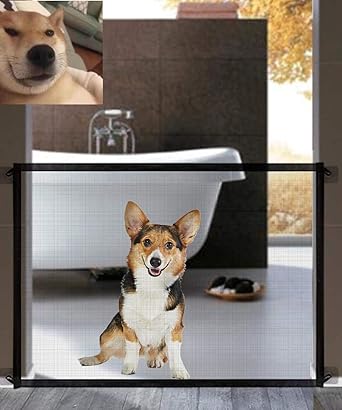 The pet needs magic gate Clearance