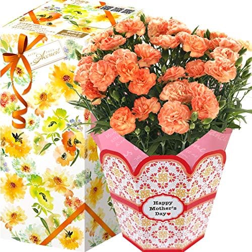 花のギフト社 母の日 カーネーション 鉢花 花鉢 鉢植え プレゼント 花 鉢 フラワーギフト 5号鉢