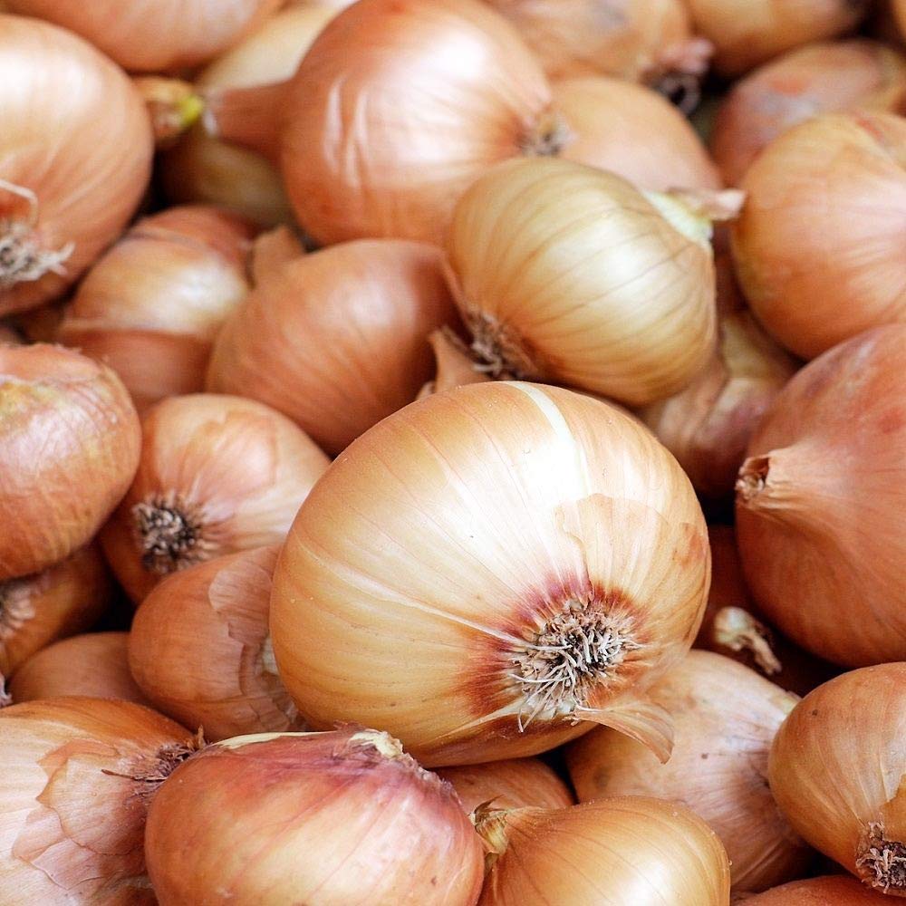 8 Pcs Shallots Golden Gourmet- Lovely Flavour- A Great Beginners Variety- Easy to Grow- RHS Award Recipient- for Your Kitchen Garden