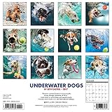 Image de Underwater Dogs 2017 Wall Calendar