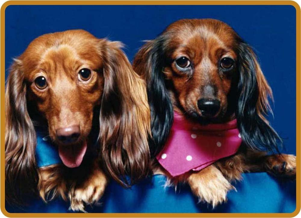 Amazon Com Two Long Haired Dachshund Puppy Dogs Etched Vinyl
