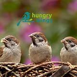 Hungry Wings Wild Bird Food Calci Worms 500g view 2
