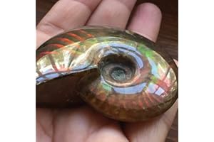 MEEDEE New Natural Iridescent Ammonite Ammolite Facet Specimen Fossil Madagascar 35MM