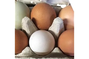GENERIC 6 Fertile Chicken Hatching Eggs - Ready to hatch in just 21 days - Heavenly Farms