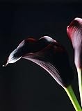 Black Zantedeschia 100 Seeds-Calla Lily Seeds Mixed