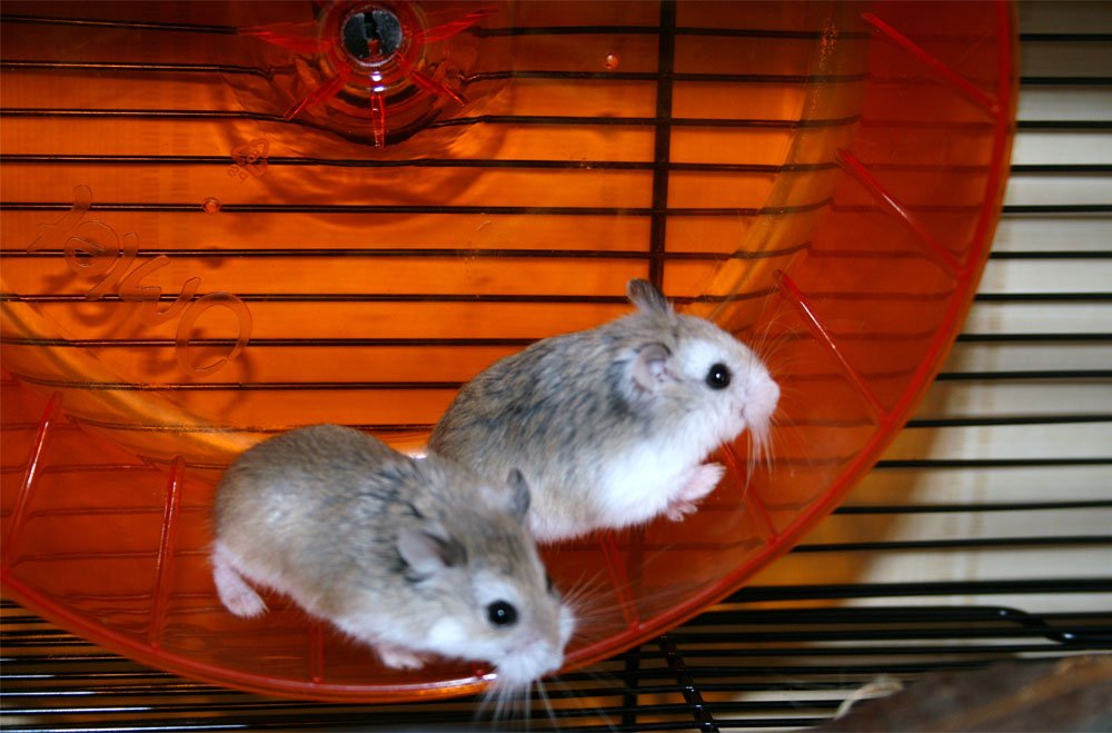 omlet white qute gerbil and hamster cage with storage