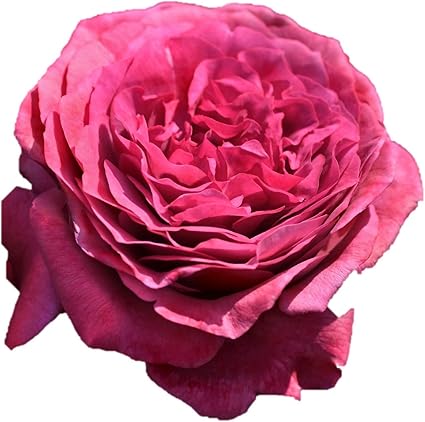 Amazon Co Jp バラ苗 ヴィウーローズ 国産新苗4号鉢 四季咲き大輪 赤紫系 フレンチローズ デルバール Diy 工具 ガーデン