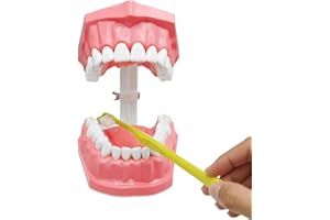 Wouqinen Teeth Model | Interactive Tooth Teaching Model with Toothbrush for Child,Mouth Teaching Tools, Educational Materials