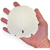 Real Sand Dollars for Crafts &amp; Decor, Large 4" inch Sand Dollar - 5 Pack | Natural white Florida sand dollars for crafts, beach weddings, Christmas ornaments, nautical and beach decorations