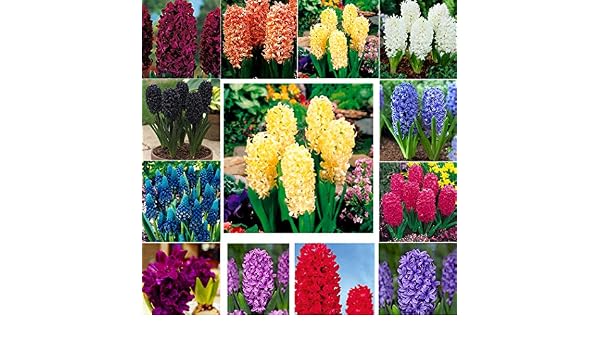Kisshes Seedhouse - Semillas de jacinthes de mezcla Hyacinthus con ...