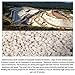Dicalite Minerals DicaLite-25C DE Diatomaceous Earth Pool Filter Powder Media Aid, 25 lbs