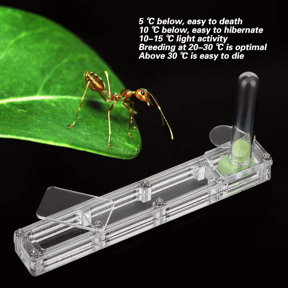 Ant Breeding Box, Acrylic Ant Breeding Nest Ant Farm House Ant Display Box with Water Tower, Moisturizing, with 1Pcs Dropper, 1Pcs Clamp, 1Pcs Glass Bottle(Transparent)