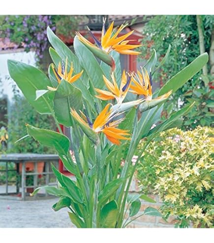 vitamin RHirotaka bird of paradise 17