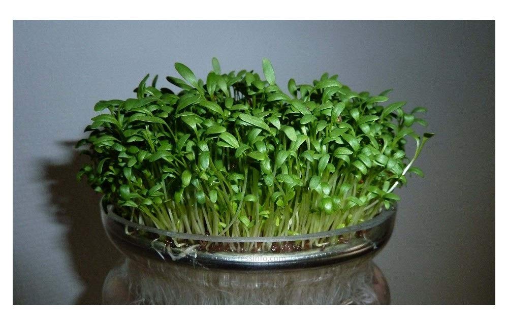 PREMIER SEEDS DIRECT Organic CRESS Curled/Common - 40GM - Approx 16,000 Seeds