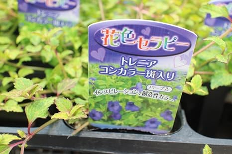Amazon Co Jp 花苗 まとめ買い トレニアコンカラー斑入り 4ポットセット 3 0寸苗 送料込価格 Diy Tools Garden