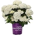 2g First Editions Hydrangea FlowerFull