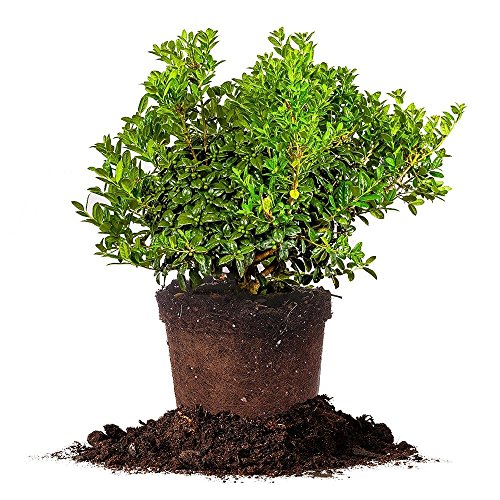 Perfect Plants Dwarf Burford Holly, 3 Gallon, Evergreen Hedge Shrub at Amazon