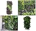7 Pocket Hanging Vertical Garden Wall Planter, for Yard Garden Home Decoration, Eco-Friendly Plant Grow Bag for Herbs Vegetables and Flowersthumb 3