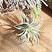 Artificial Air Plants Faux Succulents Plants Unpotted Small Tillandsia Look Real in Flocked Green Premium Crafting DIY Floral Decor for Home Garden Office Party, 3 pcs