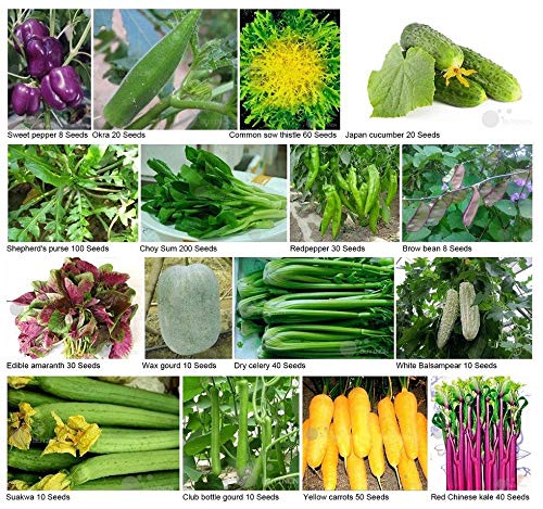 ASTONISH Seeds Package: Choy Sum 200 Seeds: Vegetable Seed Heirloom Non-GMO Seeds Bank Survival Organic Plant Garden
