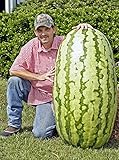 North Carolina Giant Watermelon -10 Seeds- HUGE 200 lbs by Duncan Seed : watermelon