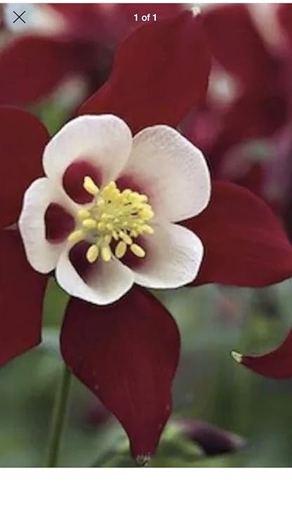 Amazoncom Plants Aquilegia Caerulea Origami Red White