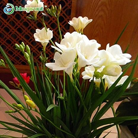 Amazon 50個ホワイトフリージア電球屋内鉢植えの花の蘭の花 ガーデンテラス多年生の花の種 花