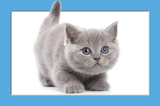 Amazon Com Wall Art Impressions Laminated Poster 24 X16