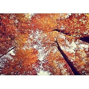 Beautiful Autumn Fall Forest Scene - Removable Wall Mural | Self-Adhesive Large Wallpaper - 66x96 inches