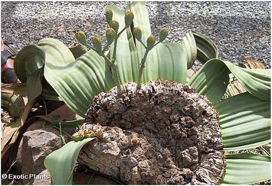 Welwitschia Mirabilis Tumboa 3 Seeds Amazon Co Uk Garden Outdoors