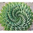 MITRAEE 5pcs Aloe Polyphylla Rare Succulent Plant