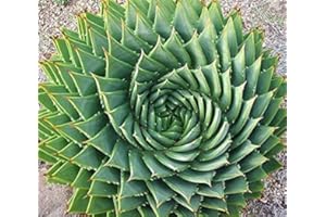 MITRAEE 5pcs Aloe Polyphylla Rare Succulent Plant