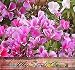 3,000 CLARKIA GODETIA DWARF LILAC Flower Seeds Clarkia amoena ~ Color: purple