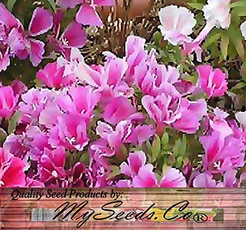 3,000 CLARKIA GODETIA DWARF LILAC Flower Seeds Clarkia amoena ~ Color: purple 3,000 CLARKIA GODETIA DWARF LILAC Flower Seeds Clarkia amoena ~ Color: purple