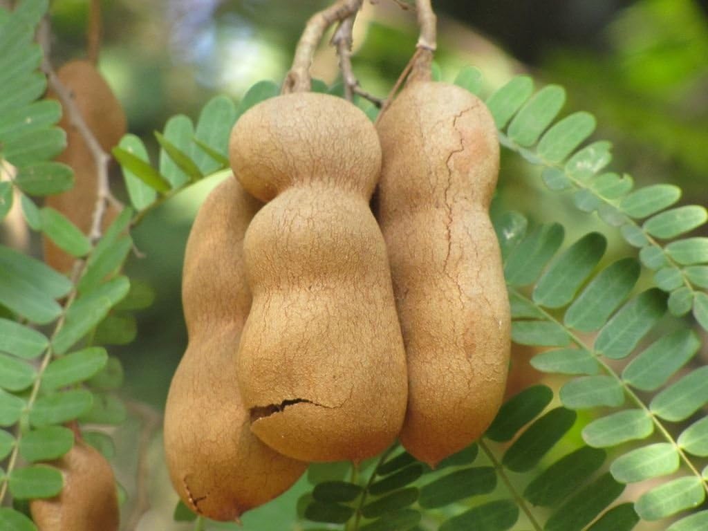 Piante Da Esterno Indica Tamarindus Tamarindo Albero Tropicale Legno Frutto Commestibile Di Semi Di Bonsai 15 Semi Giardino E Giardinaggio Tourism Vratsa Net Piante Da Esterno Indica Tamarindus Tamarindo Albero Tropicale Legno Frutto Commestibile Di Semi Di Bonsai 15 Semi Giardino E Giardinaggio Tourism Vratsa Net