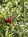 Lifetime Tomato Cages, Heavy Gauge Garden Plant Support, Set of 4, 32