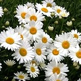 David's Garden Seeds Flower Daisy Shasta Alaska SL8723 (White) 500 Non-GMO, Heirloom Seeds