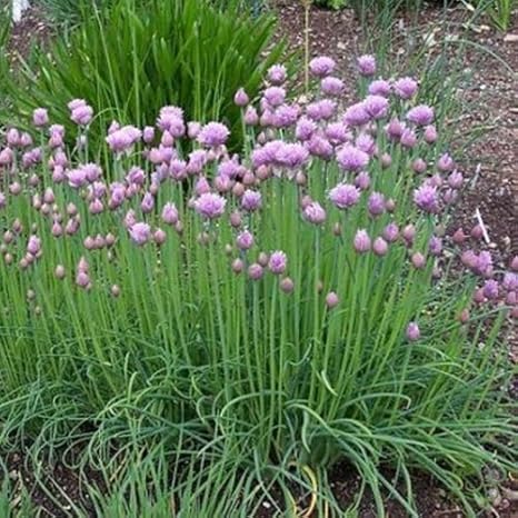 300 Samen mittelröhriger Schnittlauch – Allium schoenoprasum, ganzjähriger Anbau