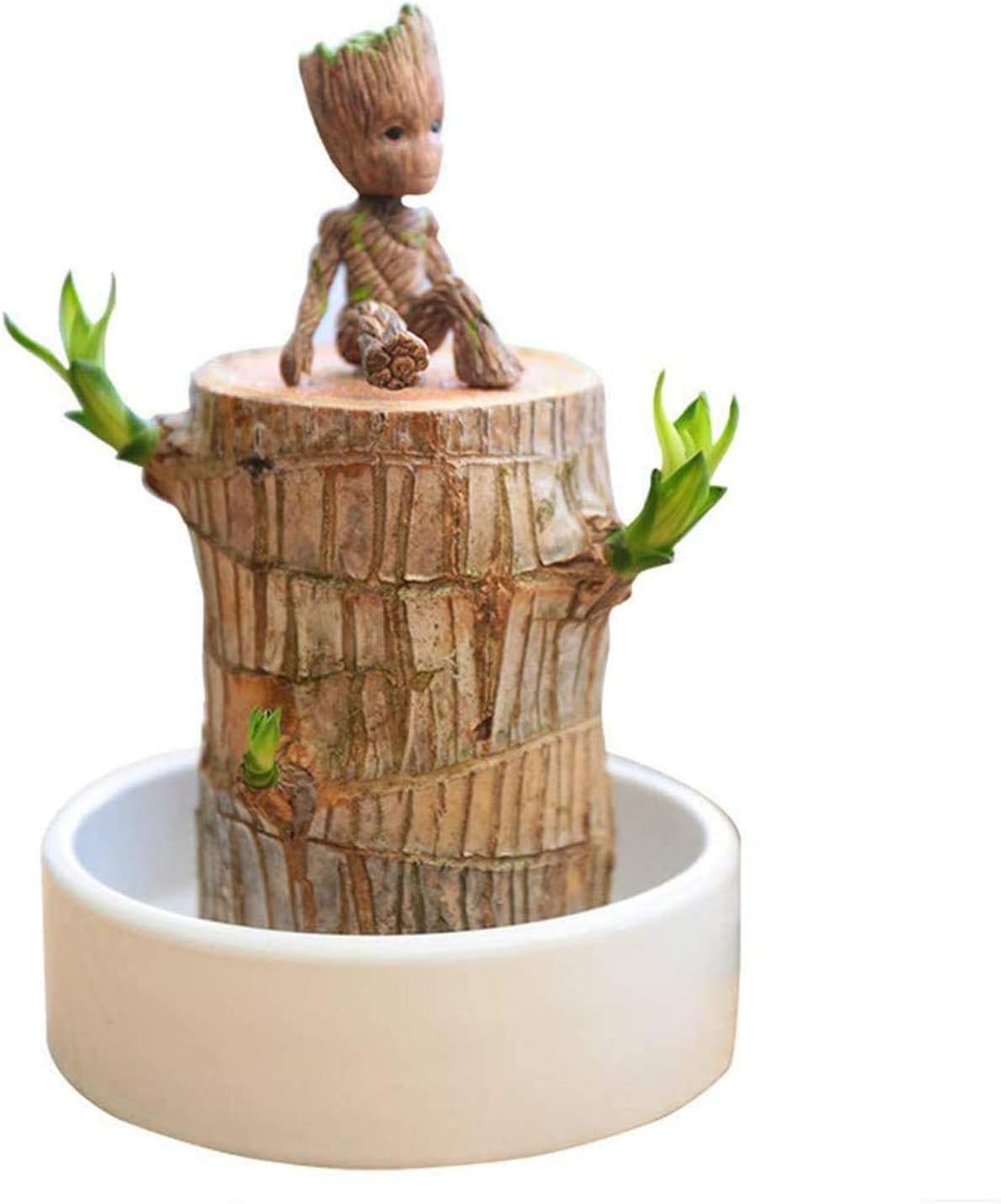 Brazilwood Hydroponic Plants,Groot Lucky Wood Potted, Mini Brazil Lucky