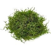 SubstrateSource Java Moss Live Aquarium Plant - Freshwater Fish Tank Decorations for Natural Decor (Golf Ball)
