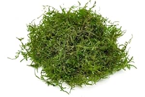 SubstrateSource Java Moss Live Aquarium Plant - Freshwater Fish Tank Decorations for Natural Decor (Golf Ball)