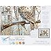 Dimensions Wise Owl Paint by Numbers for Adults, 14'' W x 11'' L