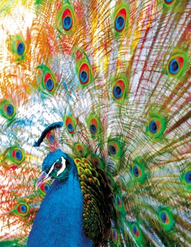 Proud Peacock 500 Piece Jigsaw Puzzle