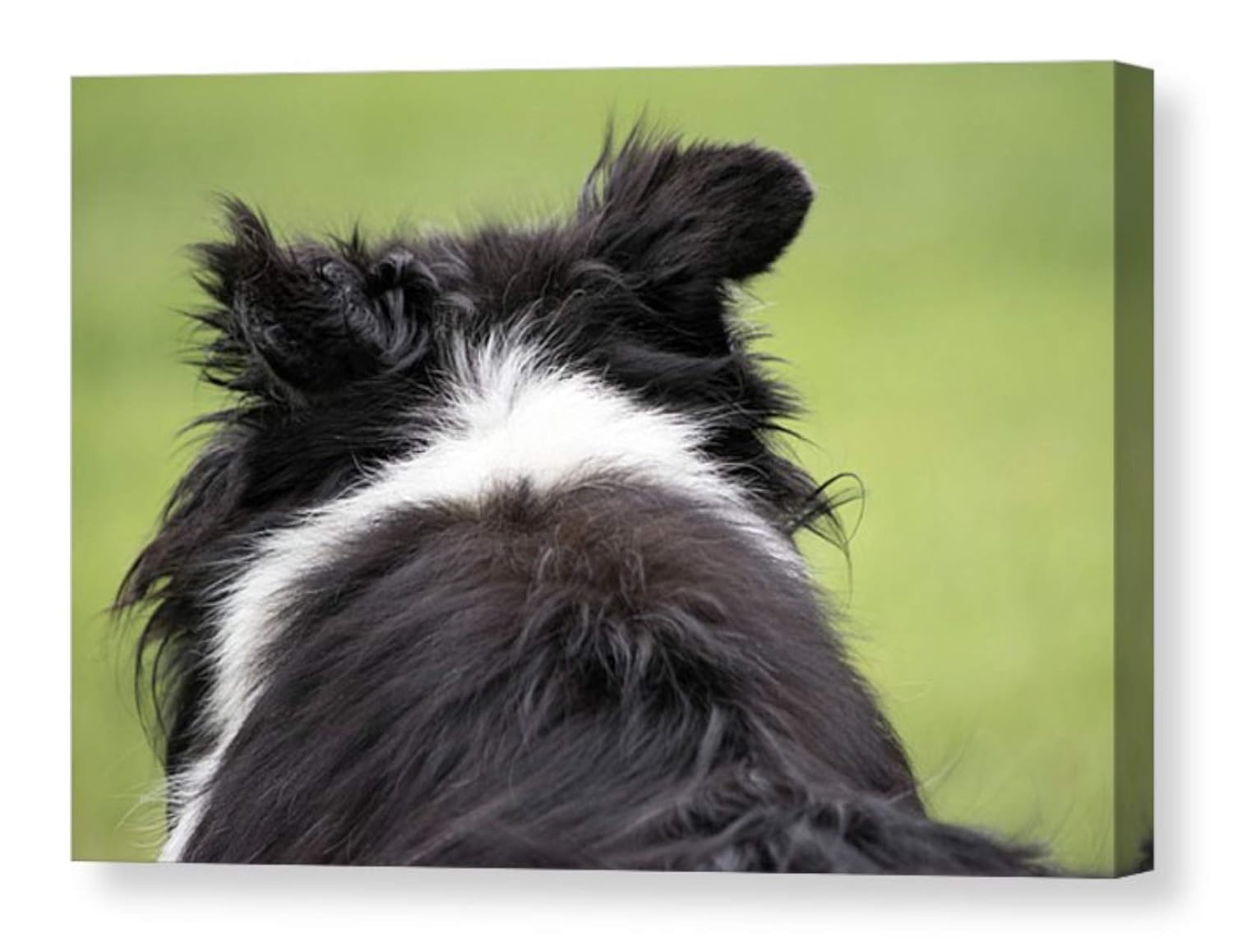 Amazon Com Pet Portrait On Canvas Old Border Collie Fine Art