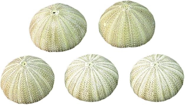 Dayoly Fish Tank Aquarium Decoration Natural Sea Urchin Shell