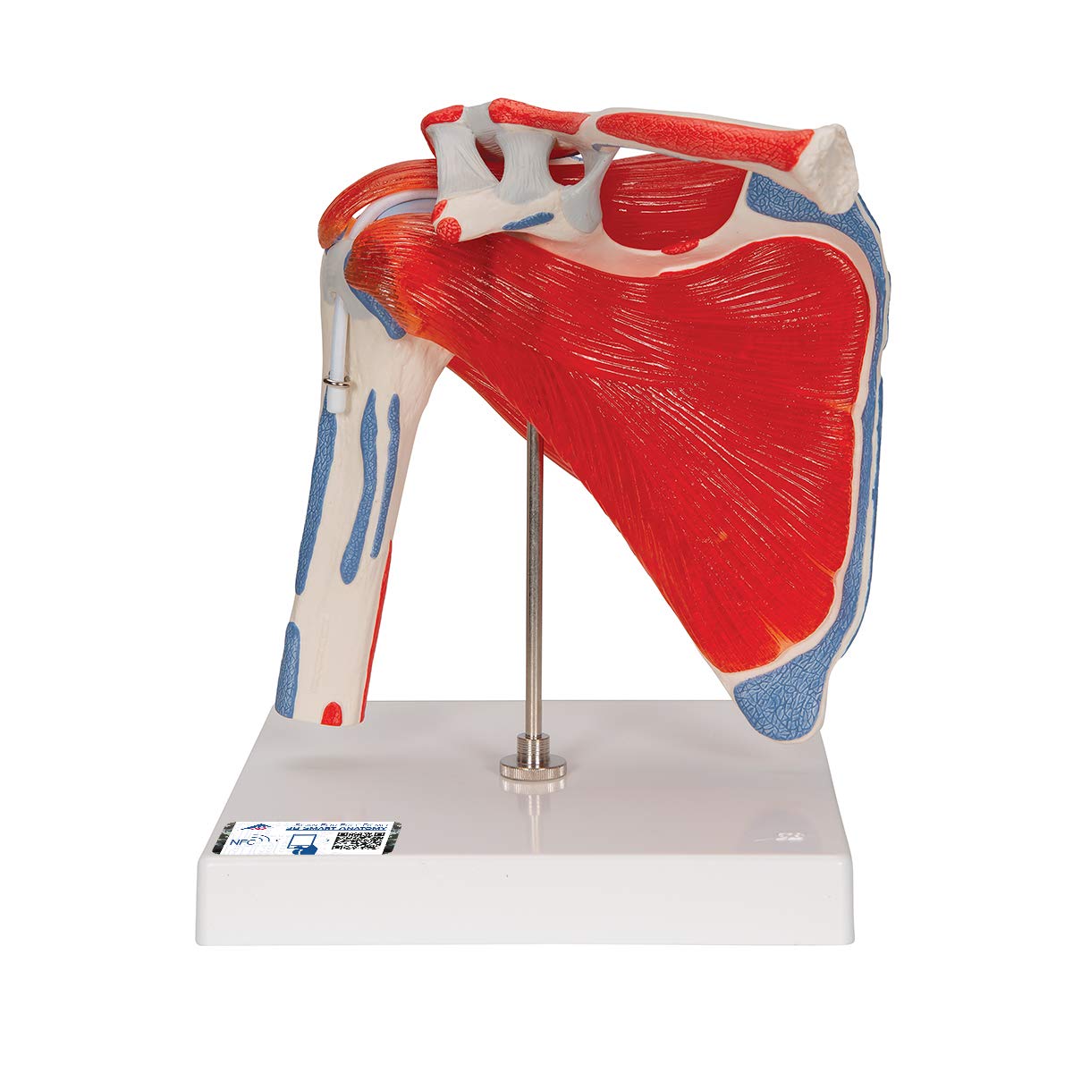 3B Scientific A880 Shoulder Joint with Rotator Cuff, 5 Part + free anatomy software - 3B Smart Anatomy