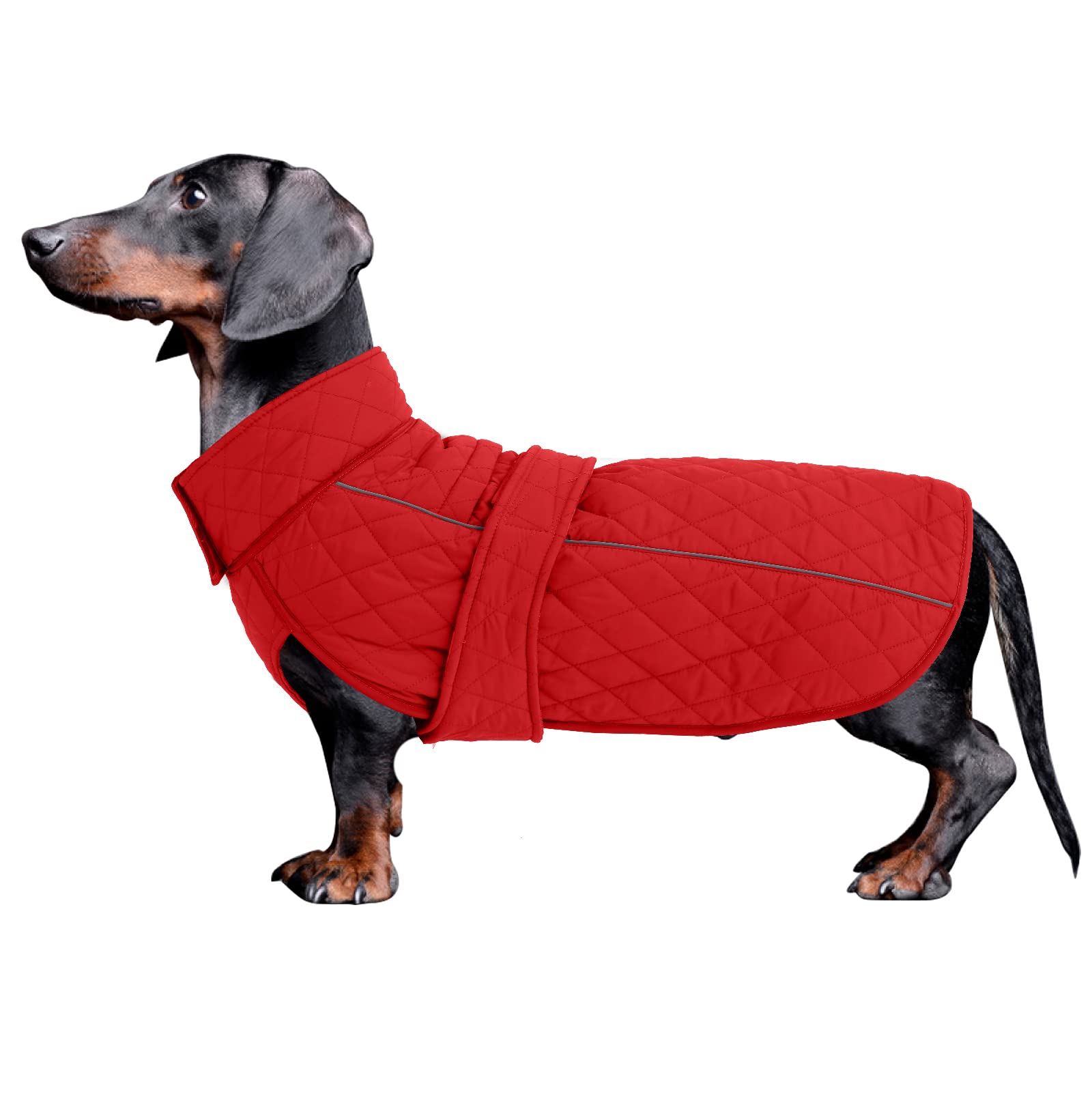 Dachshund clothing great for miniature dachshund sausage corgi winter jacket fleece waterproof coat reflective stripe underbelly protection - Red - L