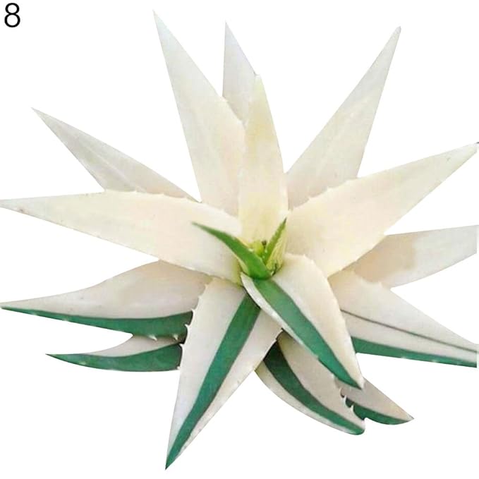 FOReverweihuajz 100Pcs seltene Aloe Vera Samen Pflanzliche Arzneimittel sukkulente mehrjährige Bio Anti-Strahlen-Hausgarten B
