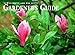 Cal 99 Mid-Atlantic and Mid-South Gardener's Guide Calendar (Gardner's Guides) by 