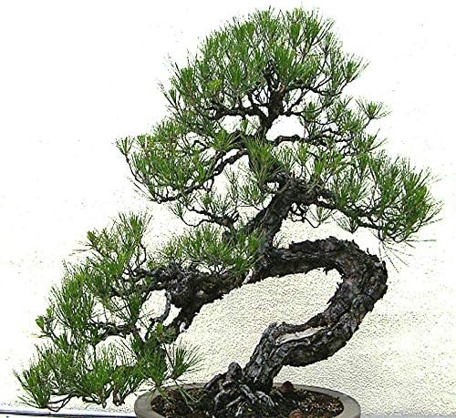 Amazon Com Big Pack Bonsai Tree Seeds Japanese Black Pine Tree 150 Seeds Pinus Thunbergiana Pine Tree Seeds Non Gmo Seeds By Myseeds Co Big Pack Japanese Black Pine Garden Outdoor